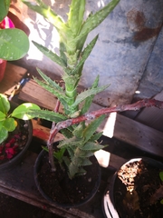 Aloe juvenna