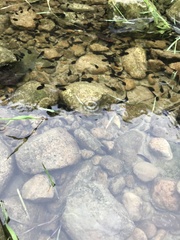 Bufo bankorensis