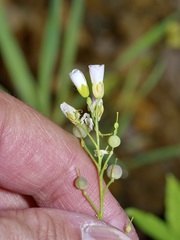 Physaria pallida