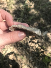 Ostreoidea