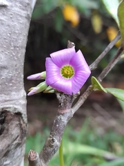 Oxalis