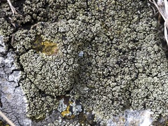 Lecanora argopholis