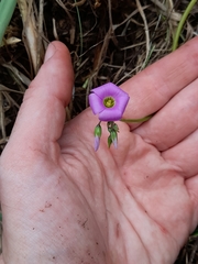 Oxalis