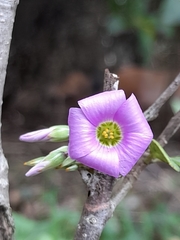 Oxalis