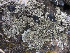 Lecanora argopholis