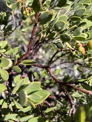 Arctostaphylos montana
