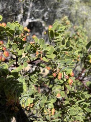 Arctostaphylos montana