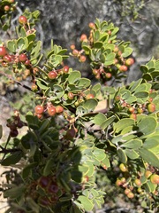 Arctostaphylos montana
