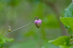 Clematis carrizoensis