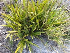 Corymbium africanum