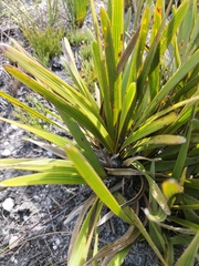 Corymbium africanum