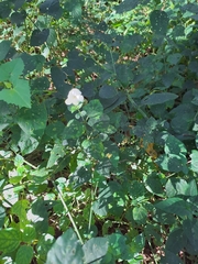 Pavonia columella