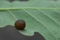 Cynips quercusfolii