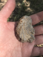 Ostreoidea
