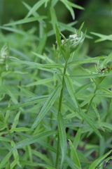 Achillea biserrata