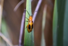 Phyllobrotica