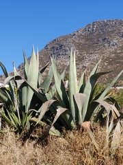 Agave americana expansa