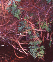 Mildella intramarginalis