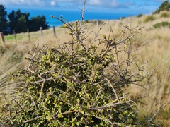 Coprosma rigida