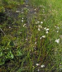 Eriophorum latifolium