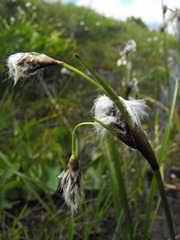 Eriophorum latifolium