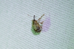 Lignyodes