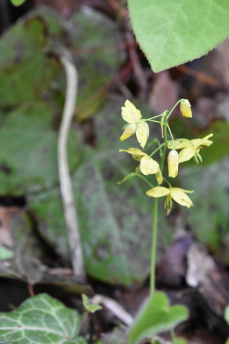 Image of Epimedium pinnatum by (c) Марина Садыкова, some rights reserved (CC BY)