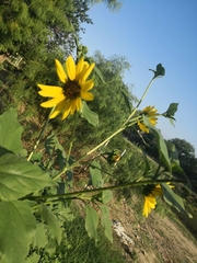 Helianthus