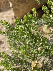 Ericameria cuneata cuneata