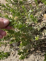 Ericameria cuneata cuneata