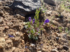 Scutellaria tuberosa