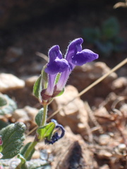 Scutellaria tuberosa