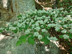 Symplocos sawafutagi