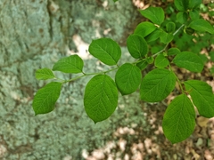 Symplocos sawafutagi