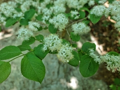 Symplocos sawafutagi