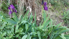 Iris