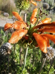 Leonotis leonurus