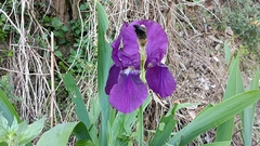 Iris