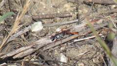 Ammophila