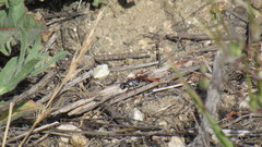 Ammophila