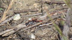 Ammophila
