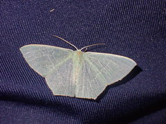 Thalassodes immissaria