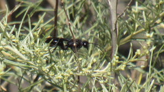 Sphecidae