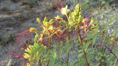 Erythrostemon gilliesii