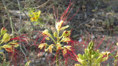 Erythrostemon gilliesii