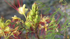 Erythrostemon gilliesii