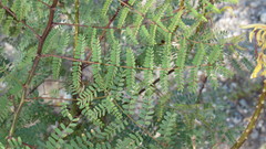 Erythrostemon gilliesii