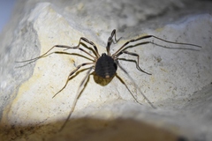 Eumesosoma