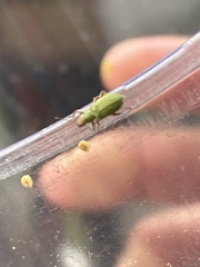 Pachyrhinus lethierryi