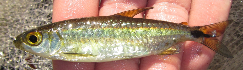 Stripe-Tailed Robber